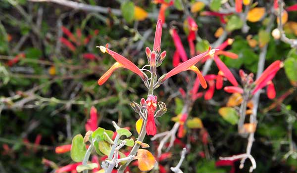 Justicia californica, Chuparosa, Southwest Desert Flora